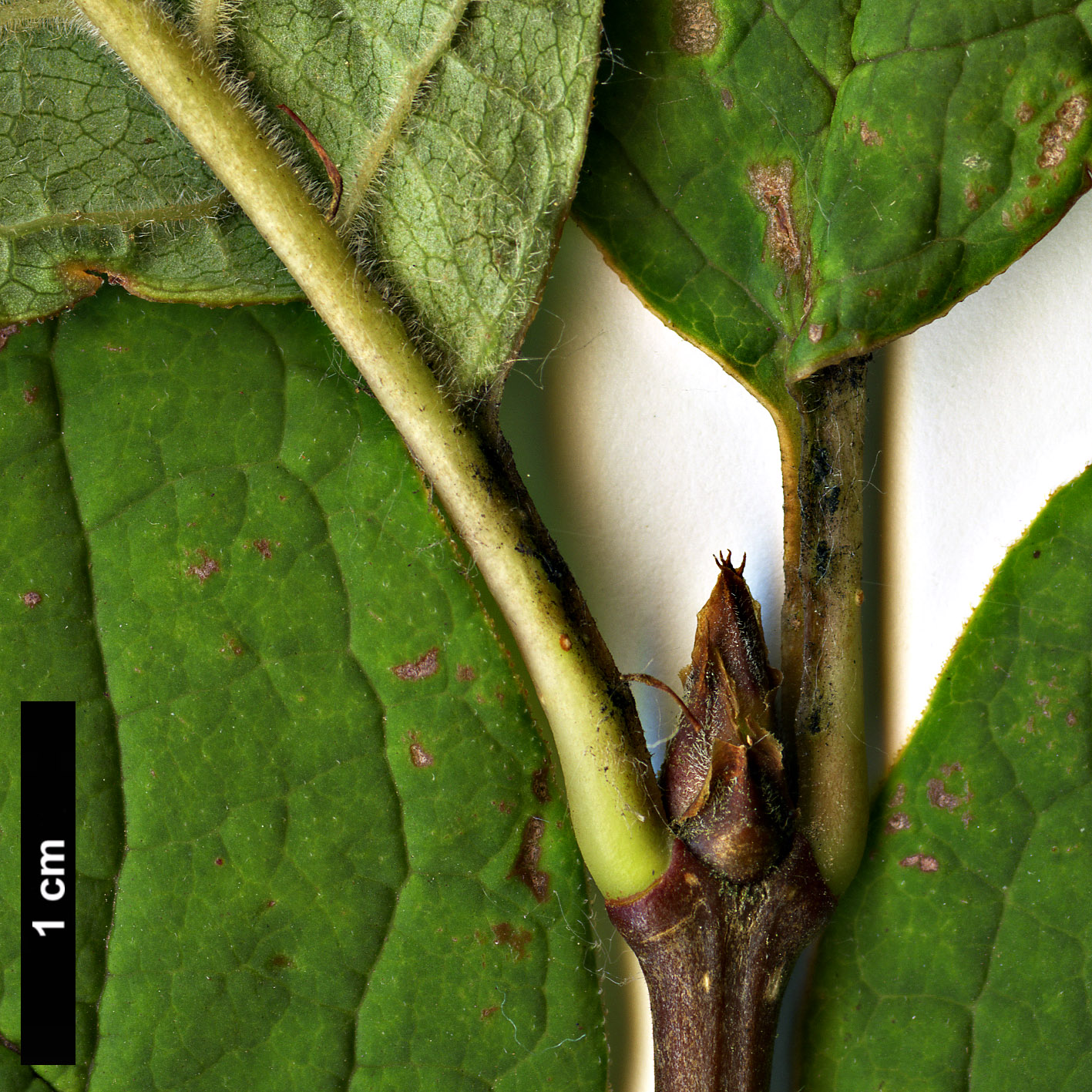 High resolution image: Family: Oleaceae - Genus: Syringa - Taxon: ×henryi - SpeciesSub: 'Alba' (S.josikaea × S.villosa)